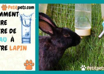 Comment hydrater un lapin ?