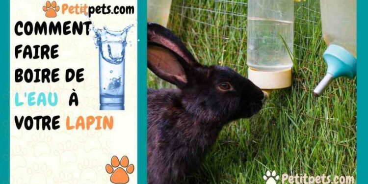 Comment hydrater un lapin ?