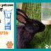 Comment hydrater un lapin ?