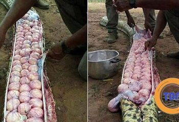 Comment identifier les œufs ?