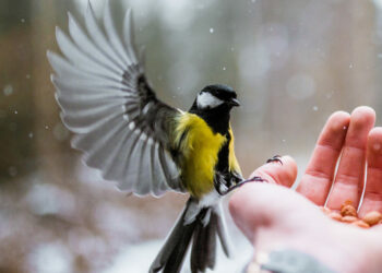 Comment identifier les oiseaux ?