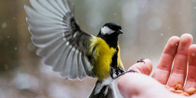 Comment identifier les oiseaux ?