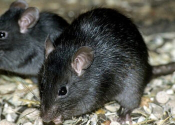 Comment identifier un rongeur sans le voir ?