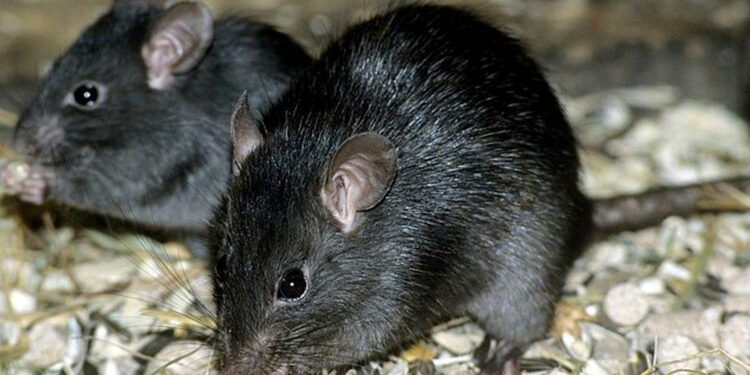 Comment identifier un rongeur sans le voir ?