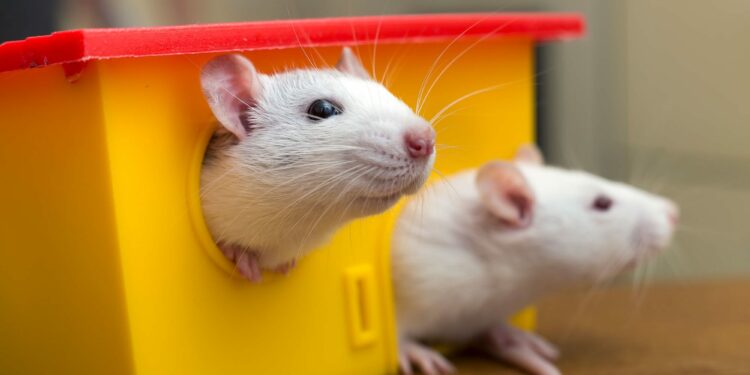 Comment identifier un rongeur sans le voir ?