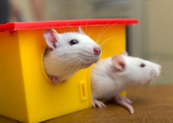 Comment identifier un rongeur sans le voir ?