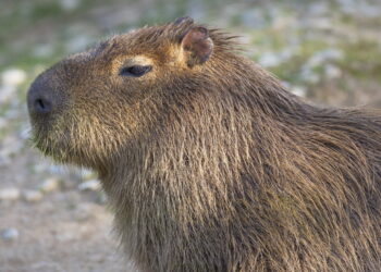 Comment identifier un rongeur sans le voir ?