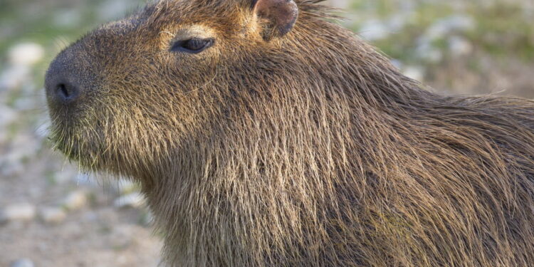 Comment identifier un rongeur sans le voir ?