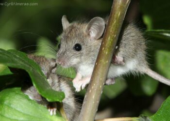 Comment identifier un rongeur sans le voir ?