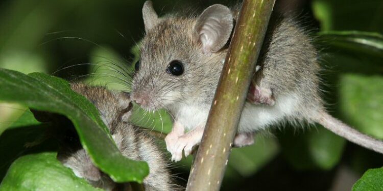 Comment identifier un rongeur sans le voir ?