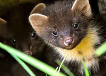 Comment identifier un rongeur sans le voir ?