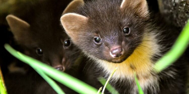 Comment identifier un rongeur sans le voir ?