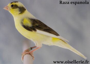 Comment il dort les Canaries ?