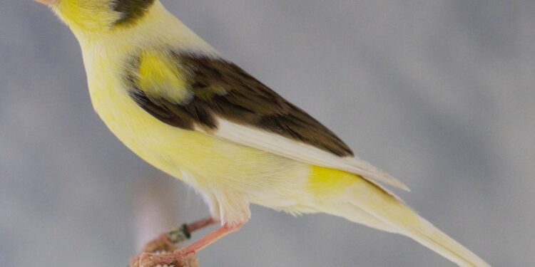 Comment il dort les Canaries ?