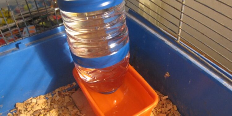 Comment installer un abreuvoir pour lapin ?