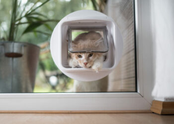 Comment installer une chatière pour chat ?