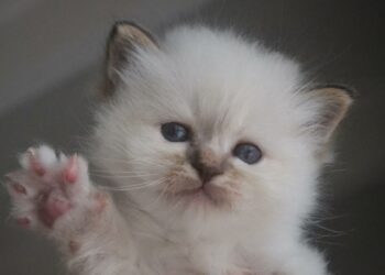 Comment installer une trappe pour chien ?