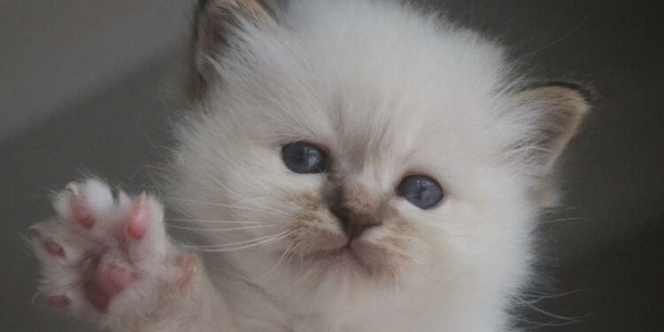 Comment installer une trappe pour chien ?