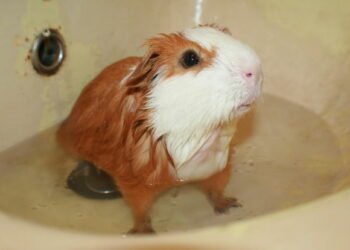 Comment intégrer un nouveau cochon d'Inde ?