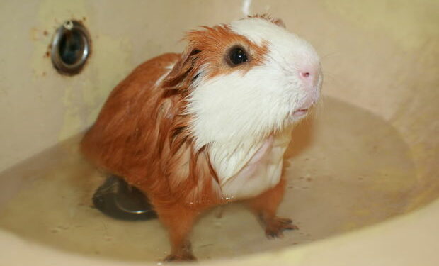 Comment intégrer un nouveau cochon d'Inde ?