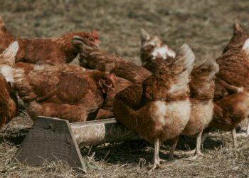 Comment isoler du froid un poulailler ?