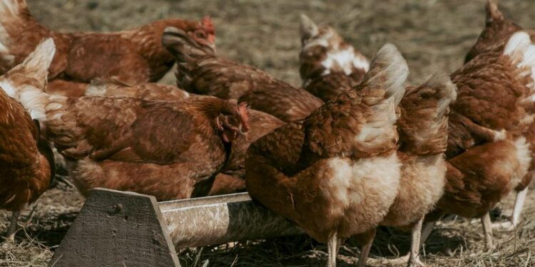 Comment isoler du froid un poulailler ?