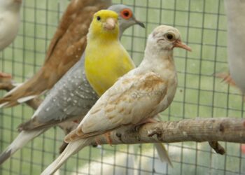 Comment je peux savoir si la femelle du canari est prête ?