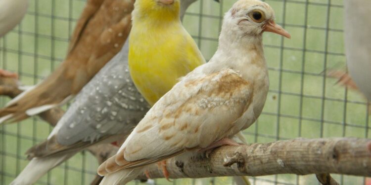 Comment je peux savoir si la femelle du canari est prête ?