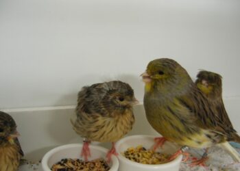 Comment je peux savoir si la femelle du canari est prête ?