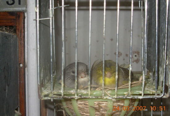 Comment je peux savoir si la femelle du canari est prête ?