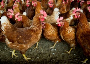 Comment jouer avec des poules ?