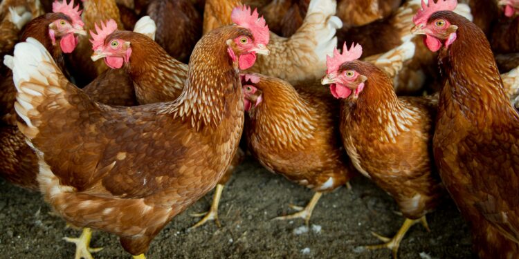 Comment jouer avec des poules ?