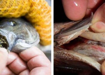 Comment jouer avec les poissons ?