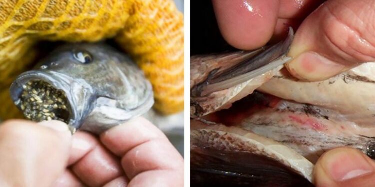 Comment jouer avec les poissons ?