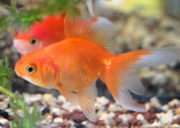 Comment jouer avec les poissons ?