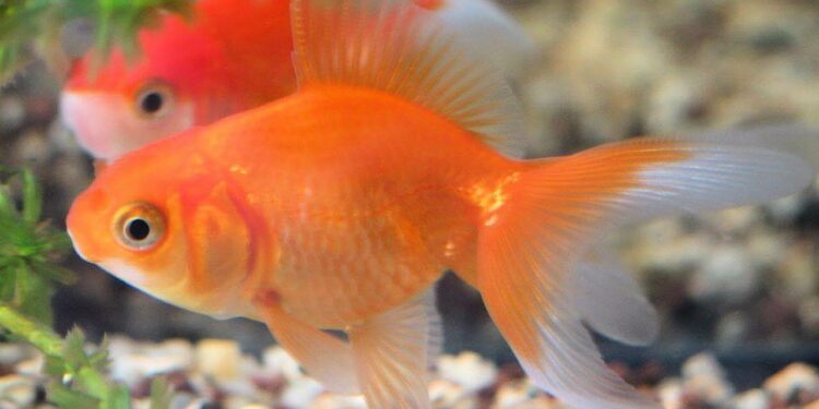 Comment jouer avec les poissons ?