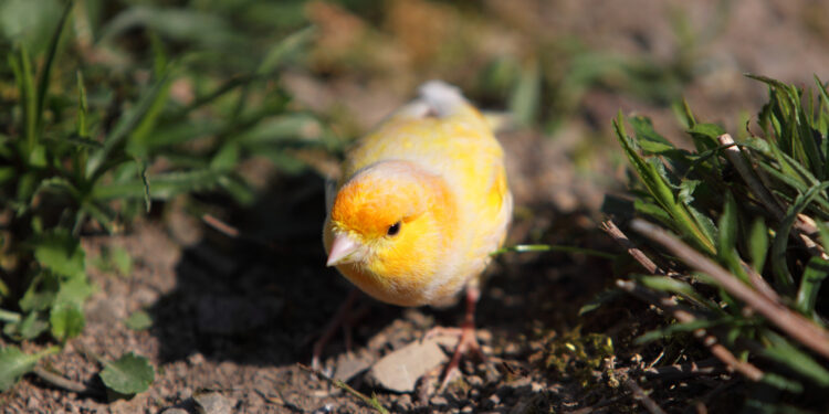 Comment jouer avec son canari ?