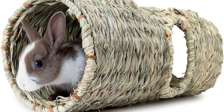 Comment jouer avec son lapin nain ?