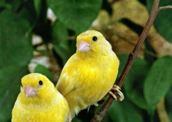 Comment jouer avec un canari ?