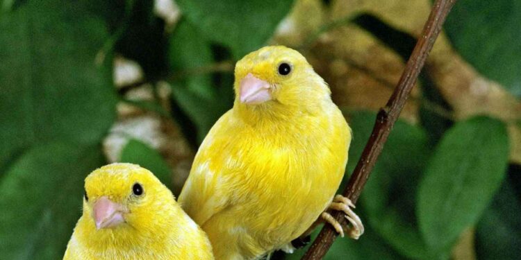 Comment jouer avec un canari ?