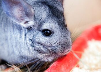 Comment jouer avec un chinchilla ?