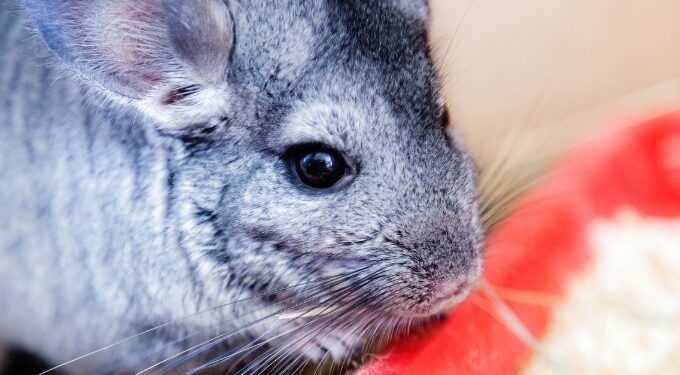 Comment jouer avec un chinchilla ?
