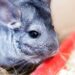 Comment jouer avec un chinchilla ?