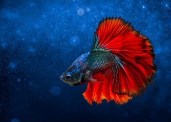 Comment jouer avec un combattant ?