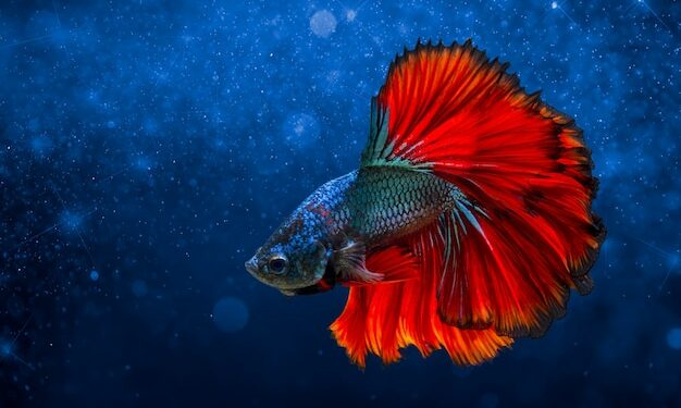 Comment jouer avec un combattant ?