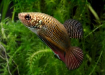 Comment jouer avec un combattant ?