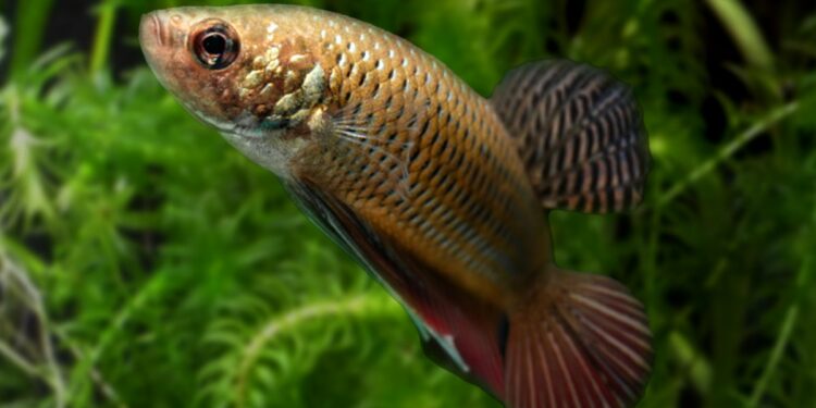 Comment jouer avec un combattant ?