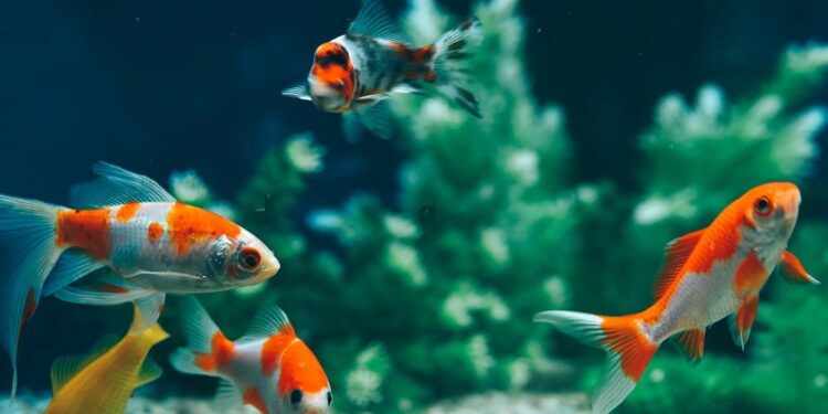 Comment jouer avec un combattant ?