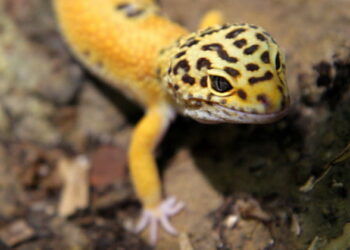 Comment jouer avec un gecko ?