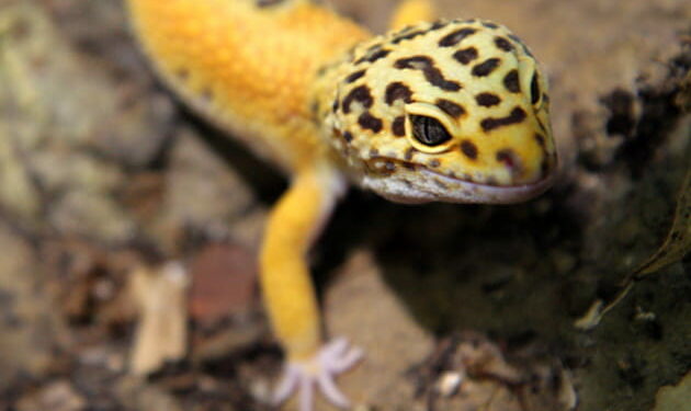 Comment jouer avec un gecko ?